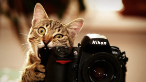 кот и фотоаппарат
